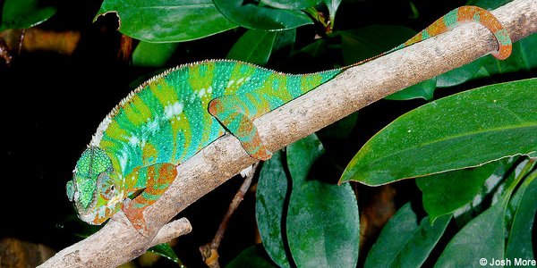 Caméléon Panthère