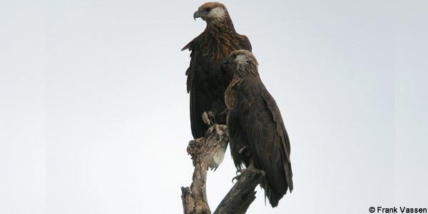 Pygargue de Madagascar