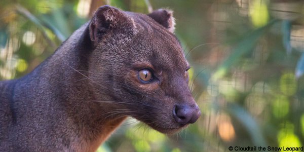 Fossa