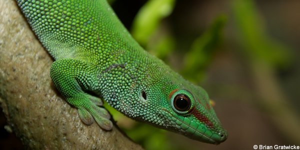 Gecko de Madagascar