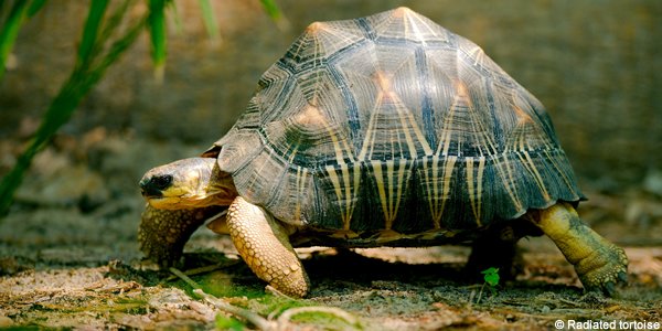 tortue rayonnée